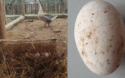 Quando un uovo fa Primavera, al Centro Una Speranza accolto con gioia il primo uovo dell’Oca Cignoide